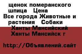 щенок померанского шпица › Цена ­ 45 000 - Все города Животные и растения » Собаки   . Ханты-Мансийский,Ханты-Мансийск г.